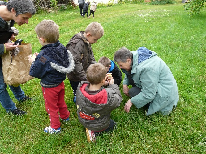 Les insectes se cachent dans les herbes
